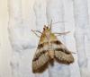Metasia suppandalis